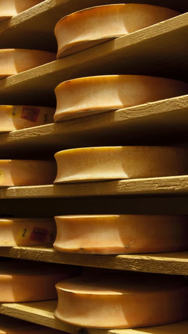 There is a cheese from the French Alps that most people have never heard of — and it has one of the most extraordinary origin stories in the entire history of French food. This is Abondance. And once you know its story, you will never walk past it in a cheese shop again. 🧀
The story starts in the Middle Ages with the Cistercian monks of the Abbaye d’Abondance in Haute-Savoie, who began making cheese as a way of preserving milk through long Alpine winters. Those monks were serious artisans. And the cheese they created was so extraordinary that by the fourteenth century it had travelled all the way to the papal conclave in Avignon — where it was served to cardinals from across medieval Europe. A tiny Alpine valley rubbing shoulders with the highest ranks of the medieval world. Which is one of my favourite details in the entire history of French cheese.
At the heart of it all is the Abondance cow — the beautiful chestnut and white breed that spends summers grazing on flower-rich high mountain pastures, producing milk so rich in protein and fat that it translates directly into the cheese’s distinctive fruity, nutty, buttery character. Without the Abondance cow there is no Abondance cheese. She is, as I say in the episode, the diva of the valley. And she absolutely knows it.
Fruity, nutty, beautifully aromatic and at its best between June and December — this is the Alpine cheese that deserves to be mentioned in the same breath as Comté and Beaufort. The full episode is on Fabulously Delicious right now — link in bio. 🎙️
#abondance #frenchcheese #alpinecheese #hautesavoie #frenchfoodhistory