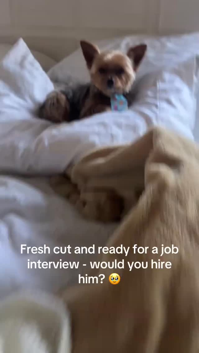 I thought I was walking into a normal day…
but somehow I ended up working for a 5lb boss with better style, better eye contact, and zero tolerance for nonsense 😭🐾
The confidence? Unmatched.
The presence? Immediate promotion.
Meanwhile I’m over here wondering if I even qualify for the assistant role.
There’s something about showing up like you already belong…
no hesitation, no second guessing—just owning the room.
Joshua didn’t wait to be chosen…
he walked in like the decision was already made.
👇 Be honest…
what job are you hiring him for?
#yorkie #yorkielife #yorkshireterrier #dogreels #dogsofinstagram