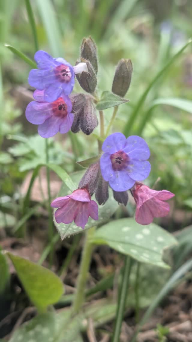 It's purple and blue season 💠 #Spring #Garden