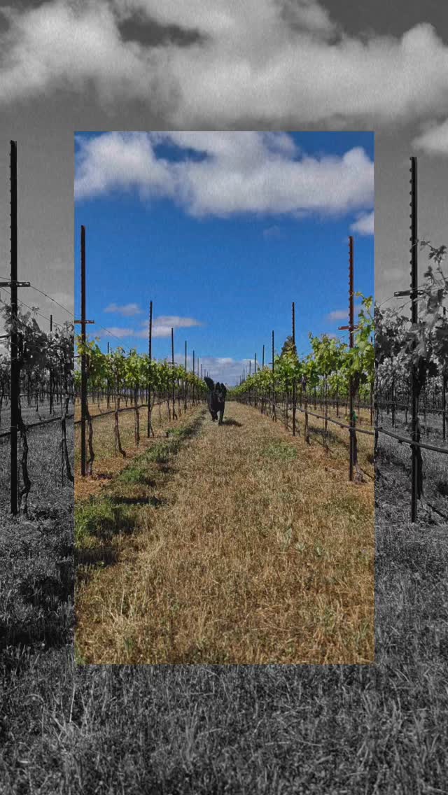 The vines have exploded with this years early heat! @vineyarddogash keepin a close eye on everything✌️🍇🌱🍷#pasorobles #budbreak #winecountry #pasorobleswine #vineyardlife