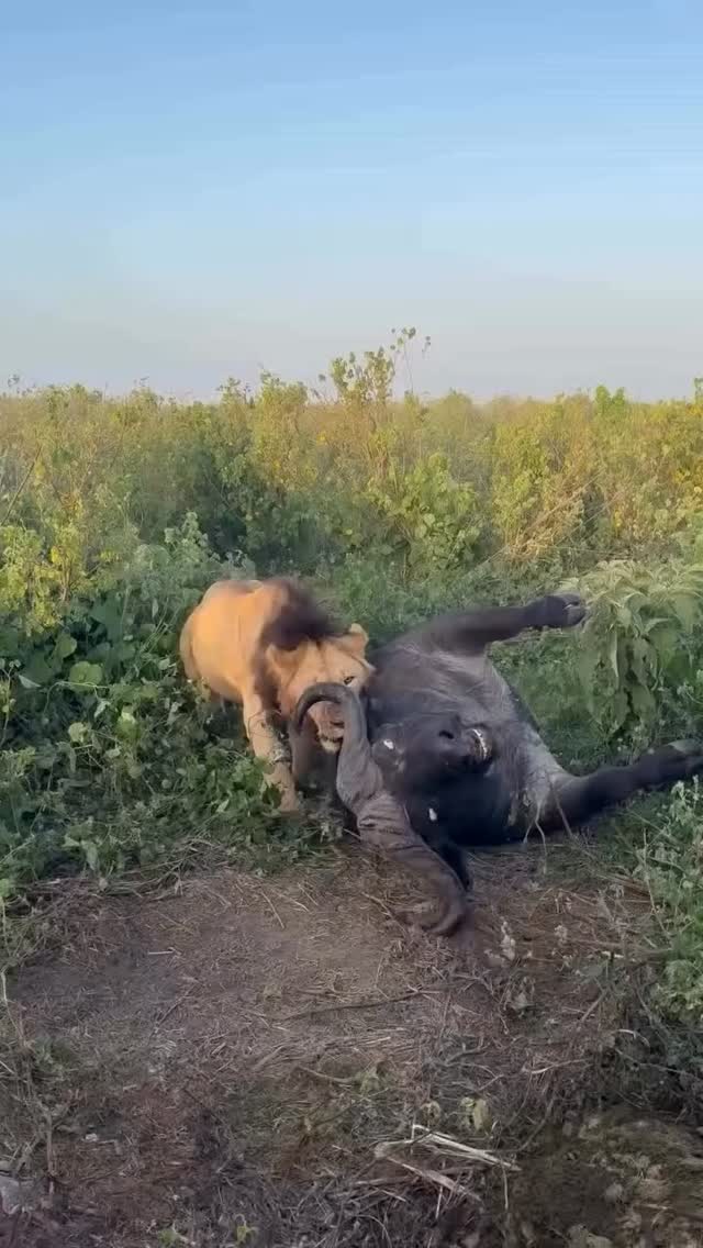 Enjoying Easter in the Wild sounds like never before.
When you're a Photographer With Panet GOGO Adventure you will get the magic shorts and feel well the thrills of your safari.
#adventuretime #expeditions #adventurephotography #wildplanet #serengeti