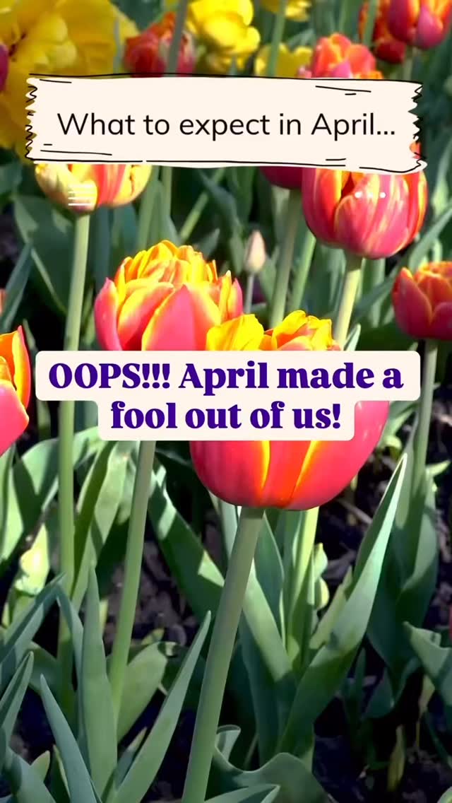 🪻Apologies for getting our dates muddled, we are going to pretend we were testing you to see if you noticed! Extra points for the typo too!🪻
Our email has the same errors, we are blaming the Easter Bunny!
Have a lovely bank holiday and we hope to see you next week on Friday and Saturday!