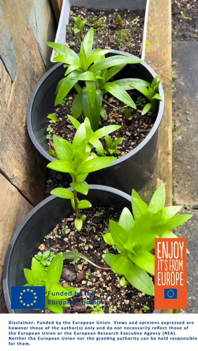 The lilies are coming! The lilies are coming!!
.
#slowflowerscuttinggarden
@flowerbulbsdotcom @debraprinzing