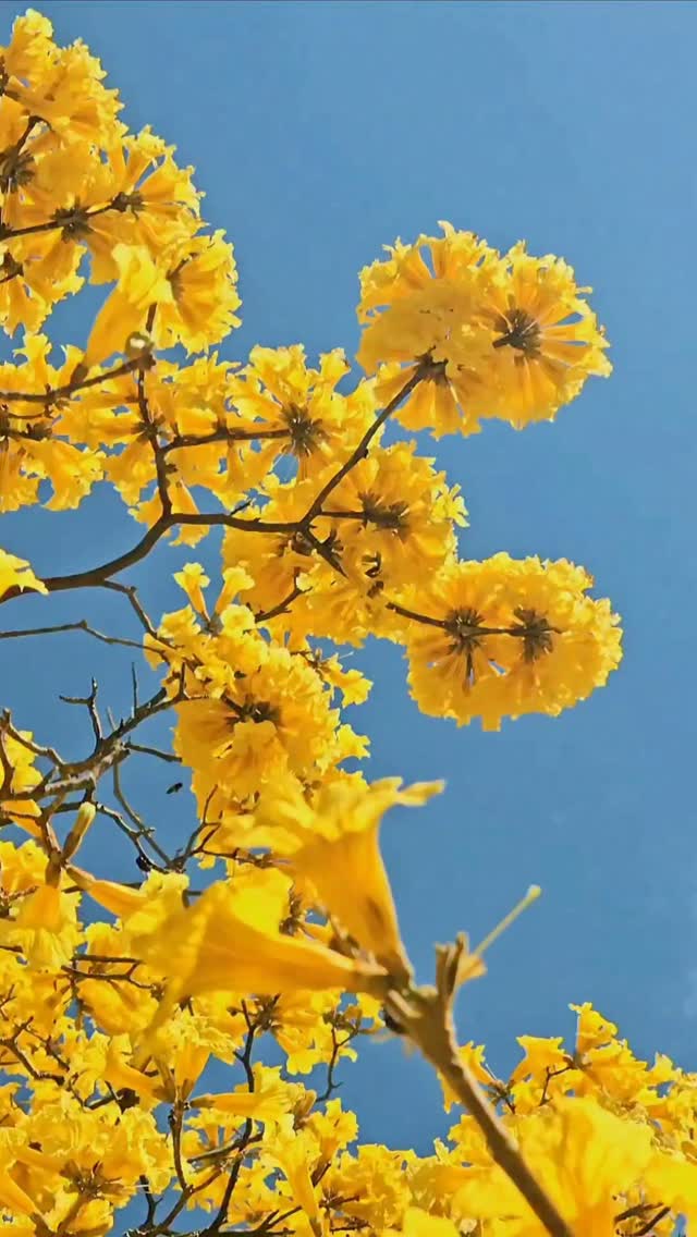 New video will be released on KL