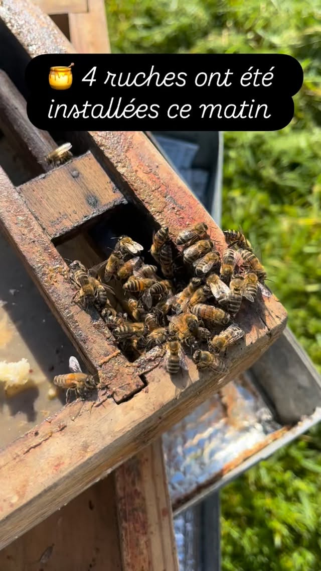 🌿🐝 Une belle étape pour notre verger ! 🍎🌸
Nous avons récemment planté 25 arbres fruitiers pour donner vie à notre futur verger… et ce matin, une nouvelle page s’est ouverte 🌞
Serge, apiculteur passionné, est venu installer 4 ruches au cœur du terrain 🐝🍯
Un pas de plus vers un écosystème vivant et équilibré : les abeilles vont pouvoir butiner, polliniser nos arbres… et contribuer à de futures récoltes que nous avons déjà hâte de partager 🌼🌳
Merci à Serge pour sa confiance et son savoir-faire 🙏
Bienvenue à nos nouvelles habitantes ! 💛
PS : vous pourrez les apercevoir de loin en séjournant dans L’Escapade et dans L’Ecrin à St Germain les Arlay 🥰🐝
#Verger #Apiculture #abeille #Nature #pollinisation