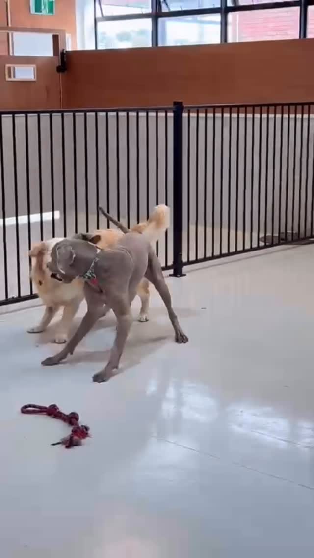 Kobe and Raffie shenanigans 🤭🤪🐾🐶🤣💛
.
.
.
.
.
.
#wrestling #shenanigans #dogshenanigans #doggydaycarelife #dogdaycarefun #dogsofauckland #dogfun #doglife #wooflandnz