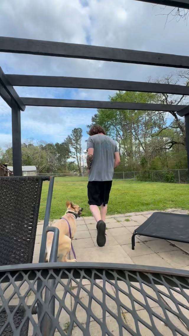 Bindi working on some obedience š„