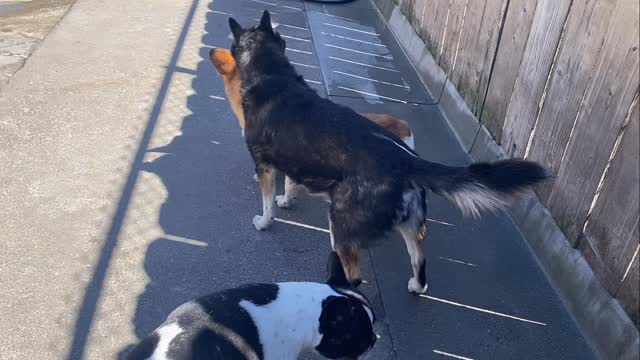 I call this one…
“Gee! Your butt smells terrific!”
#gooddogplaycare #doggiedaycare #sfdogwalker #geeyourhairsmellsterrific @yukaroxas @juicetinsv @pawcationsf