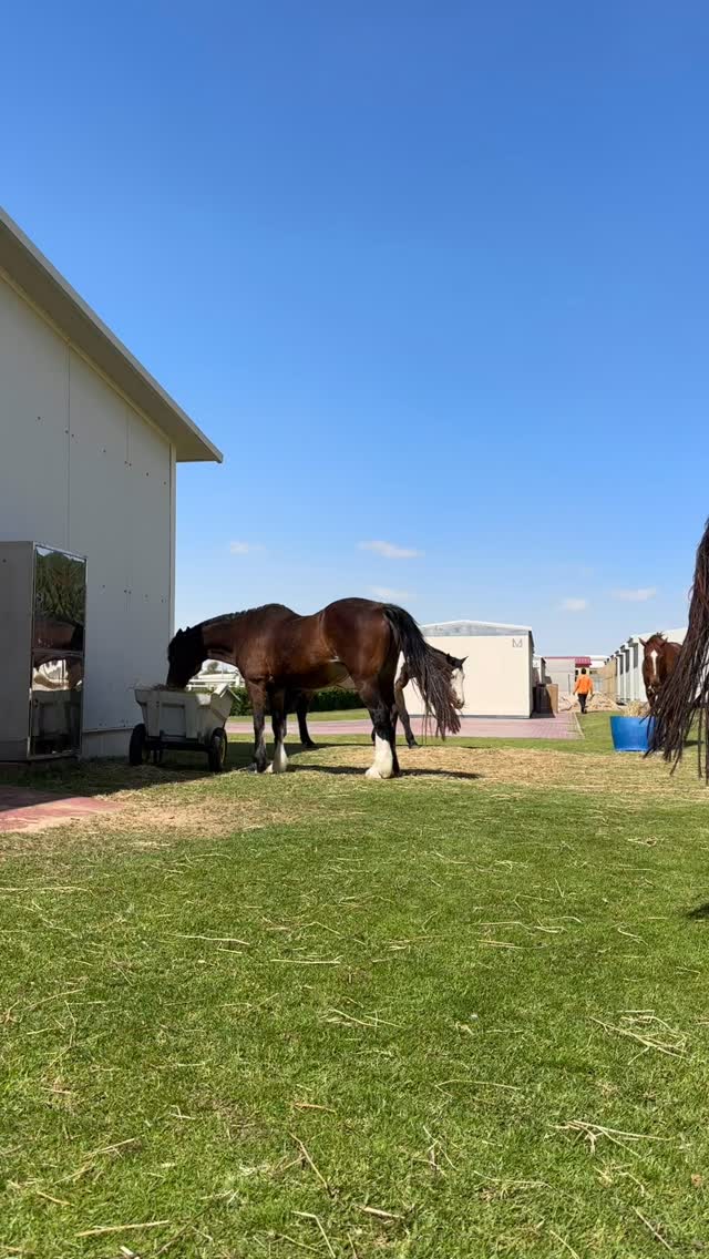 Horses enjoying an early break 😎