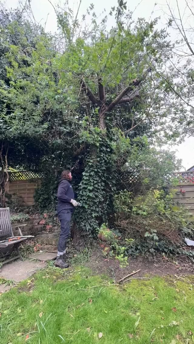 What lies beneath this ivy - just a trunk and a fence to be honest, but it’s pretty satisfying #gardening #garden #fyp #gardener #flowers what better
