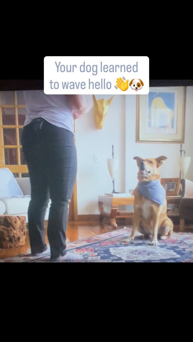 The cutest party trick & your dog can learn it too
Drop a 🐾 if this melted your heart!
📖 Basic Obedience for Humans, comic book straight from the Astro’s pov
🐶 Puppy Training • 🚶 Walk & Train • 🏠 Pet Sitting & Dog Walking • 💻 Online Courses
Find all of that & more on my website.