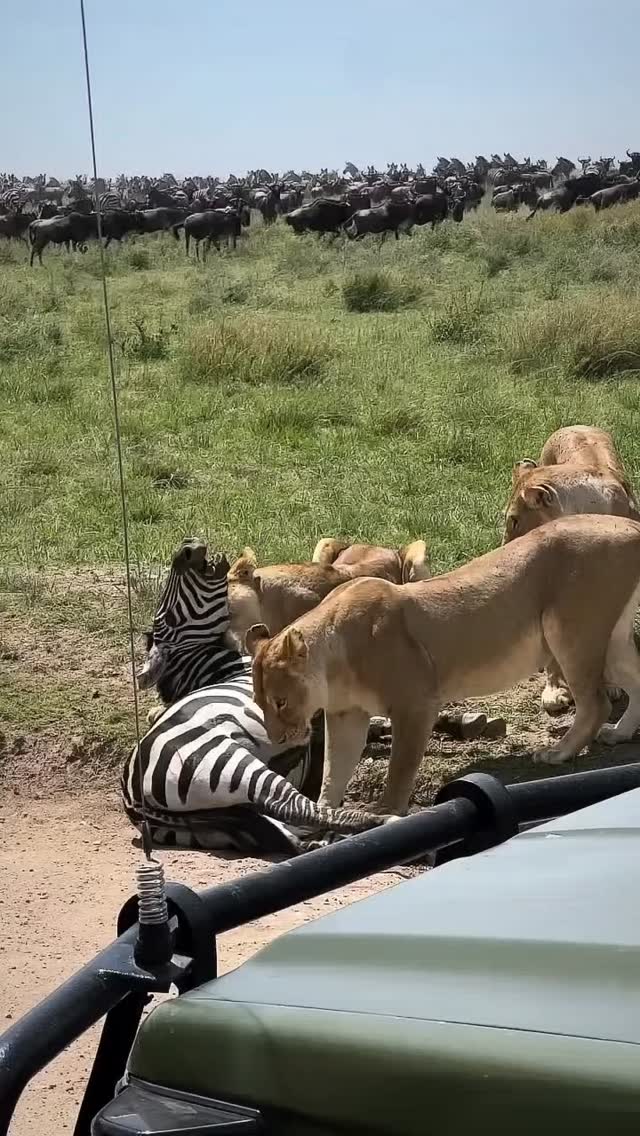 A zebra was taken down by a lion pride in the middle of our Wildlife Game drive with Planet GOGO adventure.
Safari encounters like this a much thrilling and breath taken.
Witness more with Planet GOGO adventure
www.planetgogoadventure.com
#safari #adventuretime #serengeti #wildplanet #travelplanner