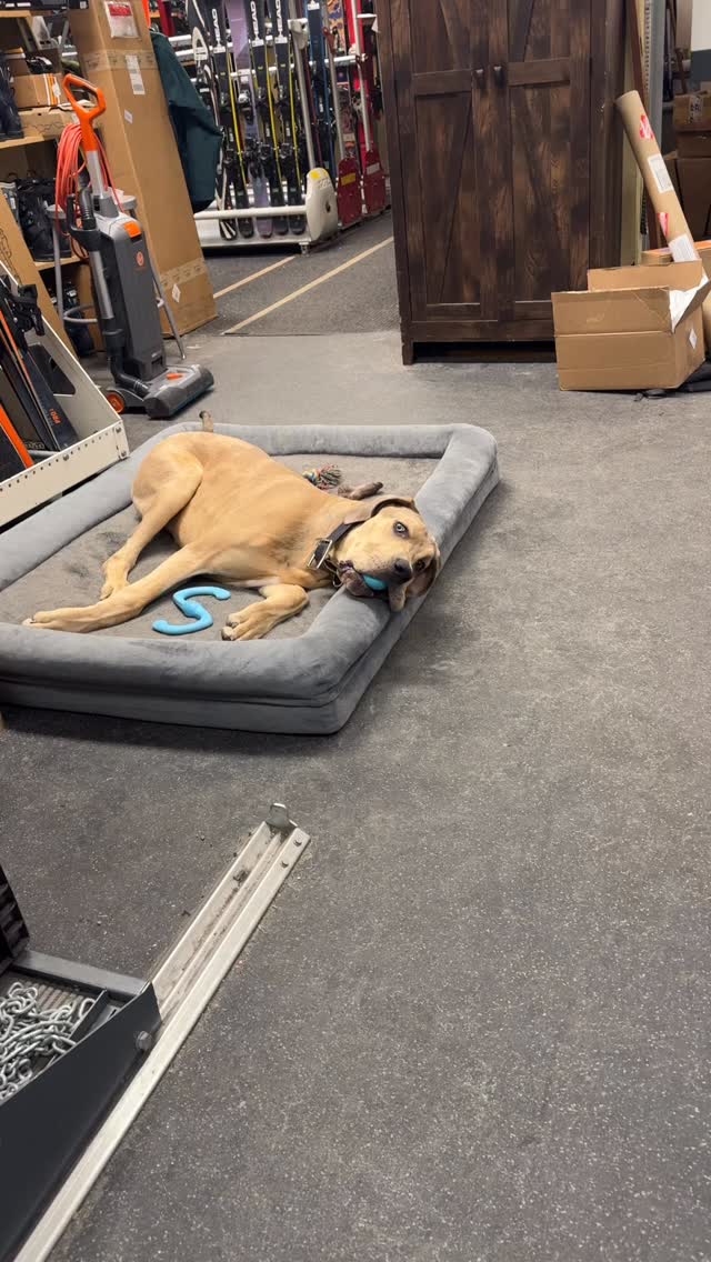 Tonight’s entertainment. It’s a slow one… Sebastian is all we got. At least he’s cute. #skishop #shopdog #tygartmountainsports #greatdanepuppy