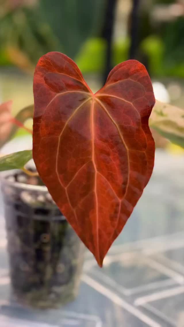 The constant shift of colors on this Anthurium Black Venom in the span of 4.5 weeks is astounding.
Everyday is a new show. 😍😍
💚💚💚
#anthuriumblackvenomvariegated #orangevariegation #plantlife #plantsmakepeoplehappy #plantjourney