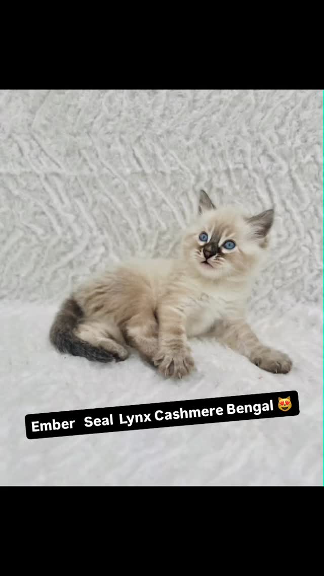 She is such a little cutie a long hair Bengal kitten 😻 #bengal #bengalkitten #kitten #cat #fyp