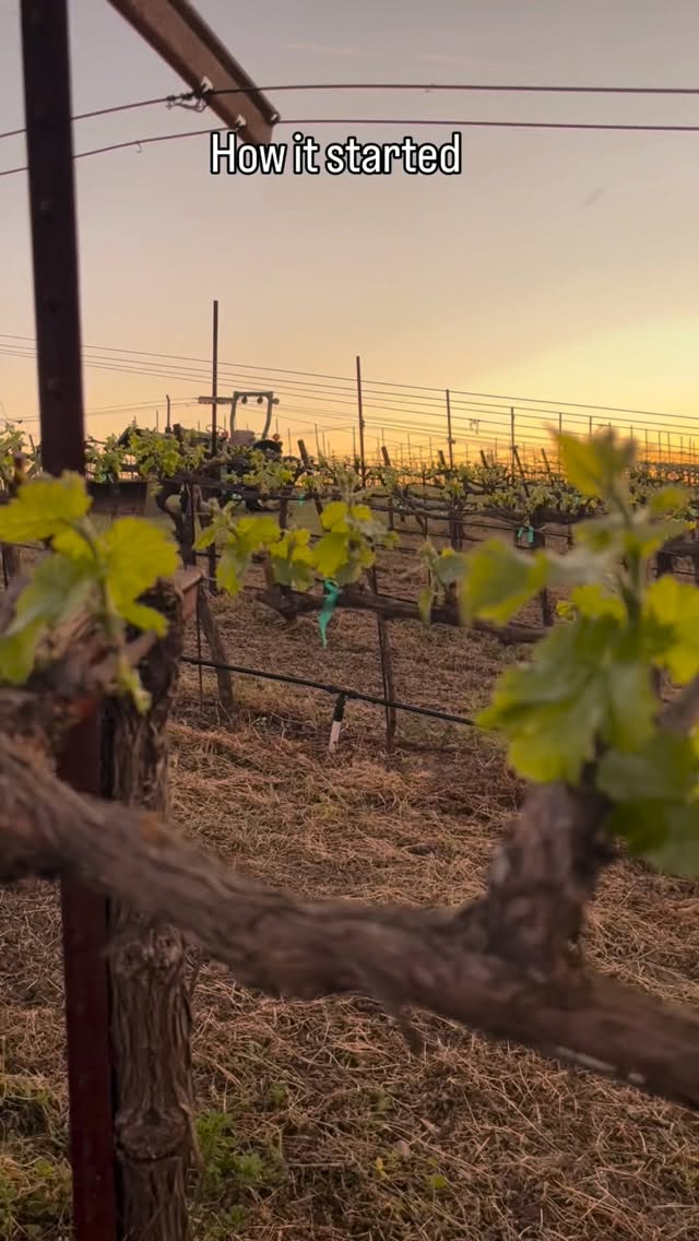 We just celebrated 1 year of @estrellanortewines 🥳 Thank you for all of your support🍷 We’re thrilled you enjoy the wine 🍇 🥂 #pasorobles #winelovers #wine #budbreak #winecountry