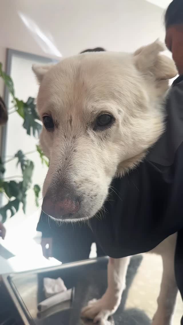 Fehler im Video: abdominaler Kryptorchismus (nicht inguinal)
Logan hat mir seinen über 10 Jahren ziemlich viel mit uns mitgemacht in den letzten Monaten