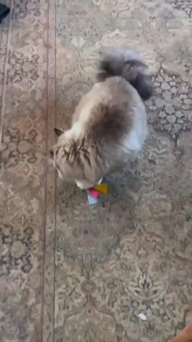 Some kitty love! They love our cat toys! 😍 Pillows and kickers have some catnip, crinkle, ans feathers/ribbons!