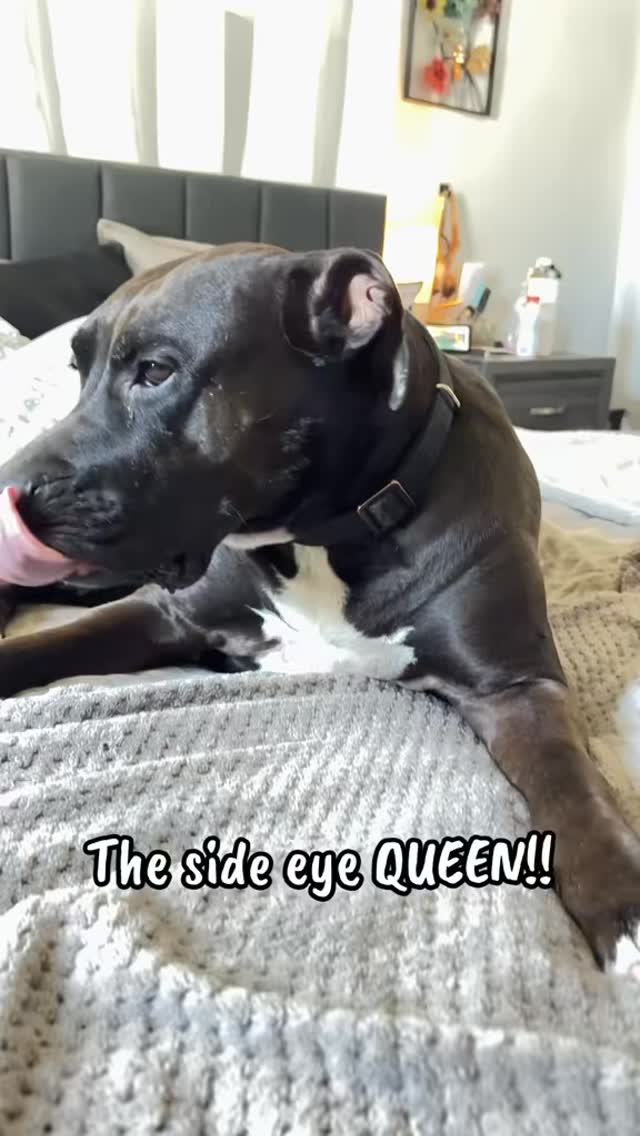 This girls side eye is epic!! #dogsofinstagram #doggram #doglovers