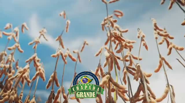 Tempo de colher aquilo que foi plantado com fé, trabalho e perseverança.
Na Fazenda Chapada Grande, cada grão carrega história, dedicação e a certeza de que Deus honra quem não desiste no processo.
O campo ensina: nada é por acaso. Existe tempo de plantar, de cuidar… e agora, de colher.
E hoje celebramos mais uma safra, fruto de mãos que trabalham com propósito e de um coração que confia.
Que nunca nos falte força para plantar e gratidão para colher.
#fazendachapadagrande #agro #agroétop #regeneracao agronegócio