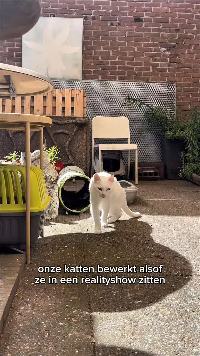 Als onze katten ooit in een realityshow zouden zitten… ja, het zou precies zo chaotisch, dramatisch en schattig zijn. Kom deze sterren in het echt ontmoeten.