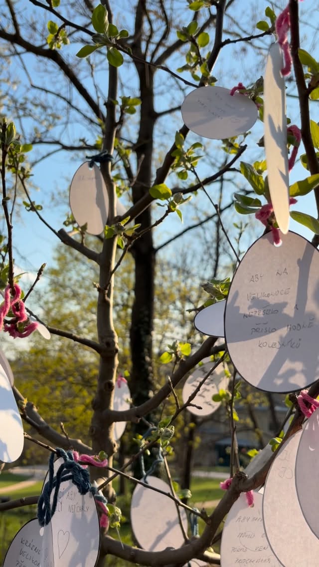 Frohe Ostern aus Brno! 🐰🐣
#ostern #brno #osterbaum