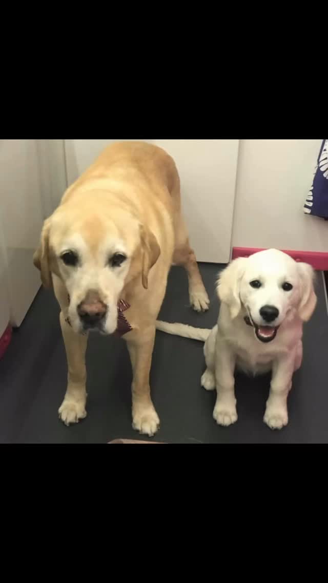 As proud as I am that K9 Design continues to grow and get more popular, I do want to let everyone know that it is getting harder and harder to get an appointment. Please make sure to call ahead and book in advance so we can get your pups on the schedule. We truly appreciate all of your support and loyalty!