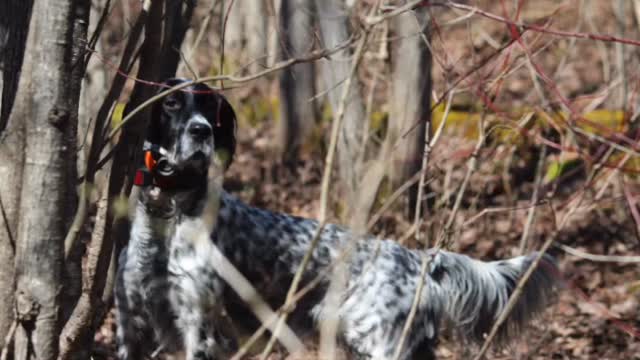 One of my favorite things in the off season is scouting new ground and finding grouse in places I haven’t stepped foot on before. When we parked I thought it looked pretty good. A grouse flushed before I had even locked the truck and a few minutes later, the girls pointed a different one. Then we heard a drummer, possibly one of the grouse we had moved. That was within 10 minutes of starting. Found a couple woodcock as well. This one will be going into our rotation this fall.
#grousedog #publicgrouse