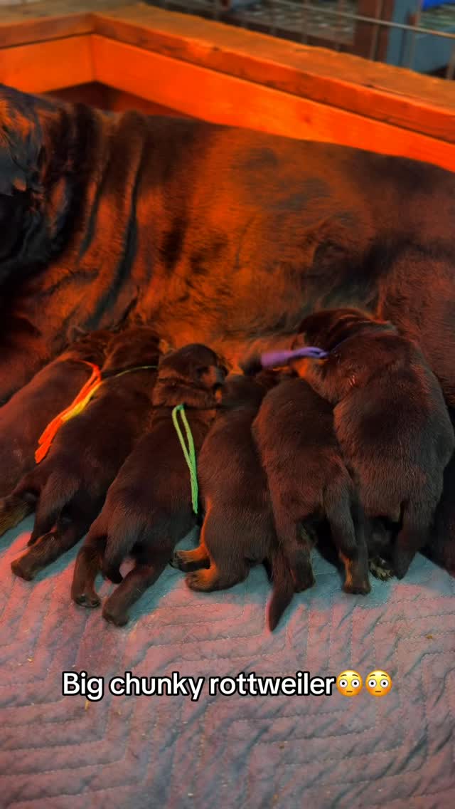 Dm us for more info! 🙌 Follow us on Instagram 👉 @rottweiler_derfestung
Step into the world of Rottweiler Der Festung — where powerful European bloodlines, structure, and temperament come together to produce exceptional Rottweilers. 🖤
From impressive adults to the next generation of puppies, we share the journey of our dogs, their training, growth, and daily life.
#RottweilerBreeder #rottweiler #rottweilers #dog #fyp