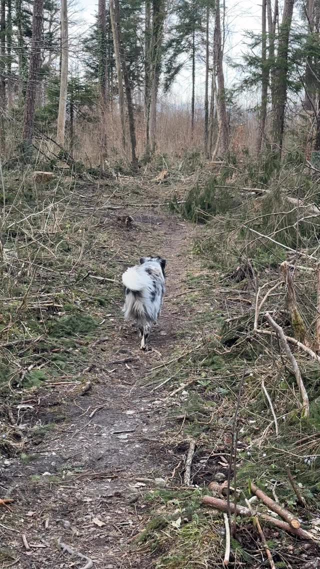 So war das eigentlich nicht geplant 🫠
Während ich aufnehmen wollte, was ihr Gutes für euren Junghund tun könnt:
👉🏼 Nämlich im ruhigen Tempo über verwurzelte Wege gehen -
hatte Fina einen anderen Plan 👀🚀💨
Jap. Also hier mein professioneller Tip mit realem Video 😂
Jetzt nochmal Tacheles:
Vor allem für junge Hunde ist das bewusste Laufen (Schritt oder max. Trab) über verwurzelte Wege, Dickicht, unebenen Boden ein wichtiges Element!
👉🏼 Es schult das Körpergefühl
👉🏼 Gut für die Konzentration
👉🏼 Habituation an verschiedene Untergründe
👉🏼 Spüren, dass hinten auch noch 2 Beine angesteuert werden müssen
JUNGHUNDE
KÖRPERGEFÜHL
#hundetrainingfun
#junghundetraining
#körpergefühlverbessern