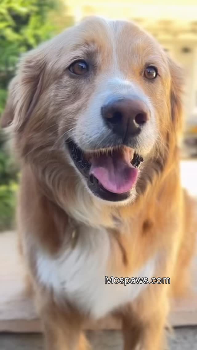 Chuy is such a cutie!! #dogsofinstagram #mospaws #doglovers