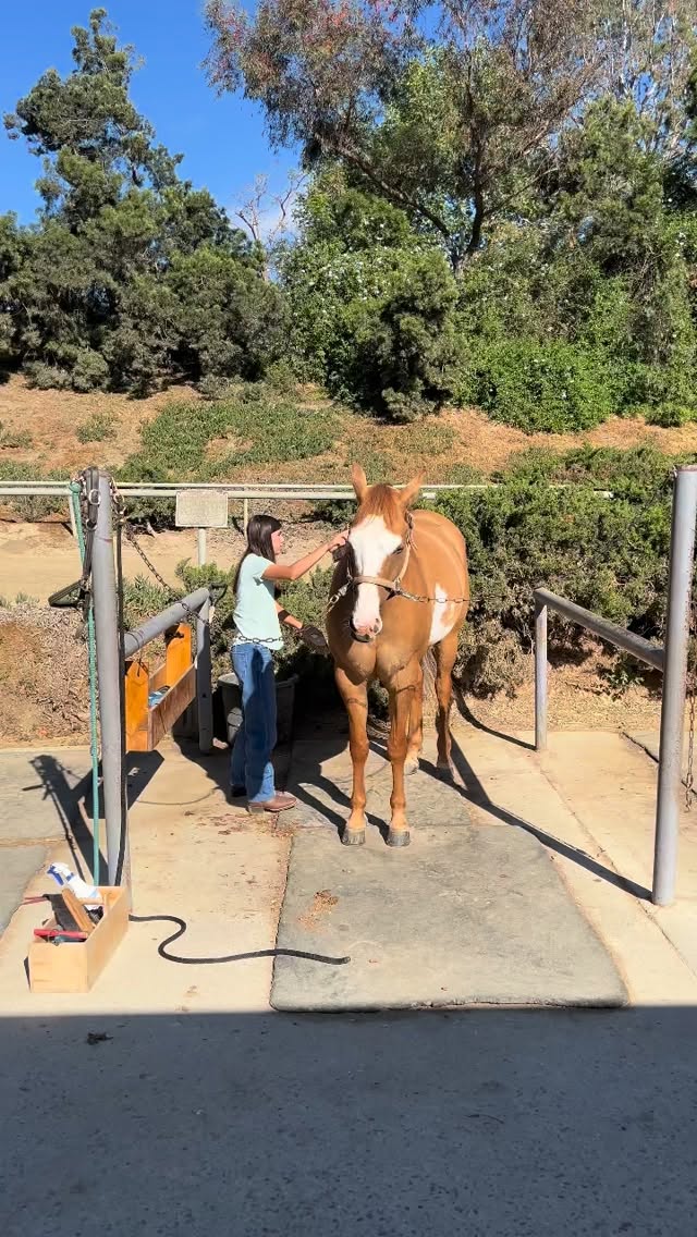 Veteran Strong USA loves working with our veteran families like Lily and her Army veteran dad, Steven.
Lily turned 15 a few weeks back and this is her 4th session and her confidence from our first session to now has grown so much.
Great job, Lily. We’ll see you at the ranch soon.
#veteranstrongusa #supportourveterans #thefamilyistheveteran