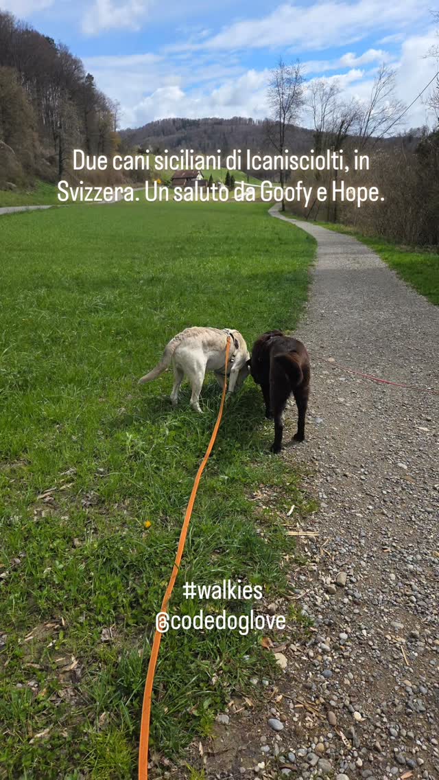 Ein so schönes Wiedersehen mit @annika.schick und ihrer Hündin Hope welche 2022 Adoptiert wurde❤️
Ein wunderschöner Naturspaziergang mit meinem Goofy der ebenfalls wie Hope auch aus dem Tierheim in Sizilien @caniscioltiodv den Weg zu uns gefunden hat vor bereits gut 9 Jahren. Die beiden waren so freundlich zusammen einfach unglaublich toll🐾🫶
Danke an Annika für das schöne Wiedersehen mit euch❤️🐾👣
#codedoglove #walkies #tierschutzhunde #hundeliebe #grazieatutti