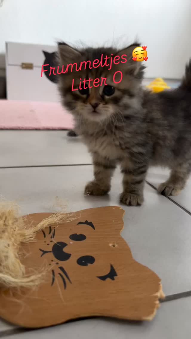 Het nestje van Jadore.
De torti lady’s en ben de blauwe heer.