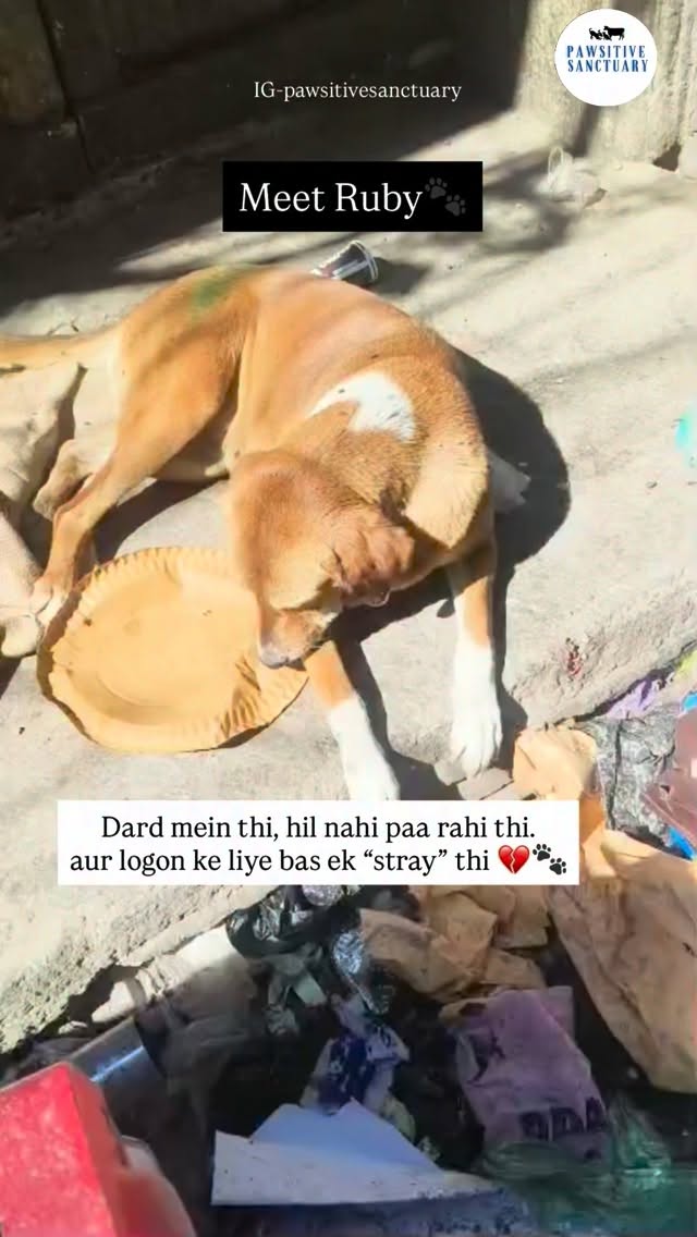 Meet Ruby ❤️🐾
Ruby was a victim of a hit and run… left injured, helpless, and in unbearable pain on the streets.
One of our kind supporters and animal lover, Vikrant, noticed her during his feeding session.
He gently tried to move her away from the garbage, knowing she deserved so much better 🤍
The next morning, our team reached the spot and gently rescued Ruby.
It was extremely difficult to rescue her from the narrow streets, but we knew we couldn’t leave her behind.
We are truly grateful to @vikrant_0518 who arranged an e-rickshaw and made it possible for us to safely bring her out 🙏
We can clearly see her injuries and swelling around her thighs.
Our vets have started her on pain management, but she urgently needs X-rays to understand the exact damage.
Ruby is now safe, but her recovery journey has just begun 💛
She needs your support — for her treatment, care, and healing 🙏
Please donate and share to help Ruby get the life she deserves 🐶✨
Donate • Share • Support
💙 PayPal: @pawsitivesanctuary
💙 American and Global Donors: pawsitivesanctuary.networkforgood.com
💙 Canadian Donors: pawsitivesanctuary.com/donate
💙 E-transfer: infopawsitivesanctuary@gmail.com
#RescueStory #StreetDogRescue DogRescueIndia VoicelessLivesMatter