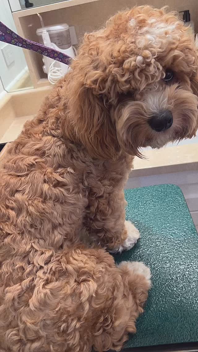 Cavapooshon
#Cavapooshon #groomingathome #groomingdogs