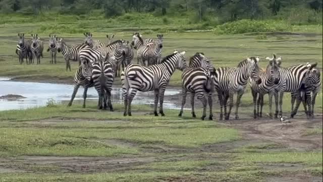 African untamed wildlife.
WhatsApp: +255769992291
Email: info@wenzitravel.com