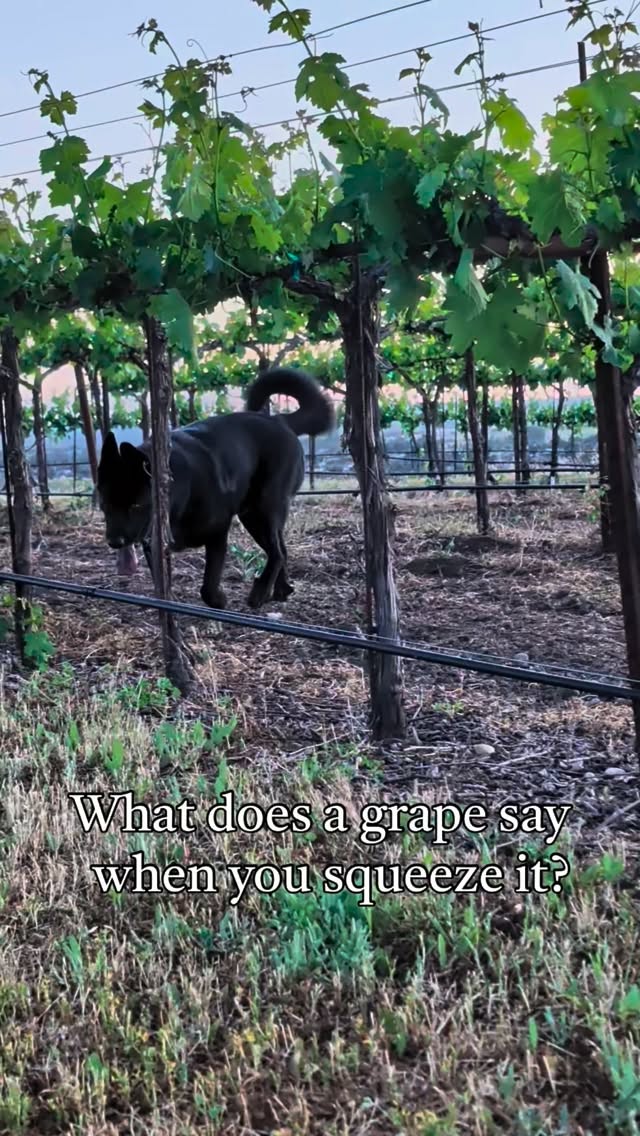 #jokes #dogs #vineyardlife #winelovers #wine