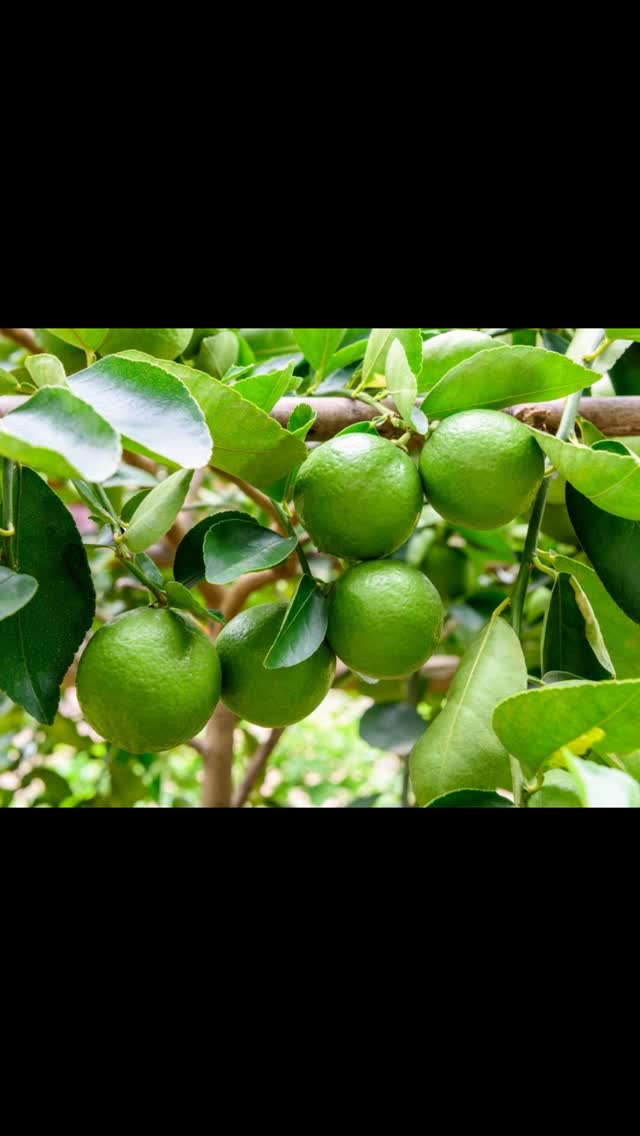 The secret’s out: it’s all about the limes 🤫
Huge shoutout to Andrew and Sarah from @crossiescados for the delivery! 🚛
We’re officially stocked with some of the best local limes in the game for our market run this weekend 🙌
We’ll be using these zesty legends across all our markets!
Come and try for yourself, see you at the stalls! 💃☀️
@geelongcitymarket
@farmersmarketcarlton
@farmersmarketcoburg
@elthamfarmersmarket
@farmersmarketalphington