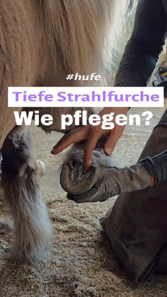 Strahlfäule ist kein Pflegeproblem – es ist ein Strukturproblem.
Solange zerfallenes, unterminiertes Strahlhorn im Huf bleibt, schafft man ein perfektes Milieu für anaerobe Bakterien: feucht, luftarm, abgeschirmt.
Wenn man hier nur „drüber schmiert“, wird das Problem konserviert – nicht gelöst.
Der entscheidende erste Schritt ist immer die konsequente, fachgerechte Entfernung von geschädigtem Gewebe.
Erst wenn der Strahl wieder tragfähig, offen und belüftet ist, kann Regeneration überhaupt stattfinden.
Und genau ab diesem Punkt machen Pflegeprodukte Sinn – gezielt eingesetzt, nicht als Ersatz für Bearbeitung.
Naturbalsam
Nach der Bearbeitung ideal für den Strahlbereich:
Wirkt pflegend, schützt die freigelegten Strukturen und schafft ein Milieu, in dem sich keine unerwünschten Keime weiter ausbreiten. Besonders sinnvoll bei empfindlichem Strahl, erweiterter weißer Linie oder nach Strahlfäule.
Pflege wirkt nur auf gesunder Basis.
Bearbeitung schafft diese Basis.
Herz Huf x Liberty Minis 🐴🐴💜
#hufgesundheit #strahlfäule #hufpflege #pferdegesundheit #barhuf hufbearbeitung pferdewissen hufwissen