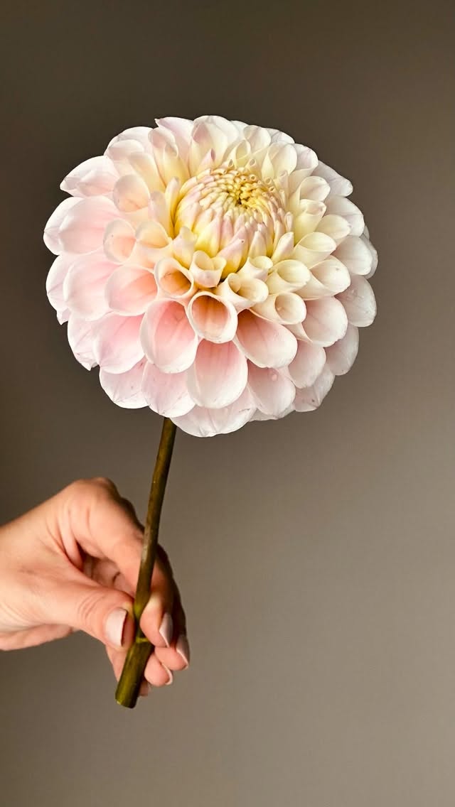 20th Ave Memory ✨😍
#storiesandcreations #dahlia #dahliafever #blomsterisäsong #dahliaheaven