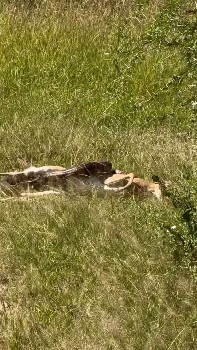 Python Vs Impala . Only the strong one to survive.
www.planetgogoadventure.com
#adventure #serengeti #adventurephotography #wildplanet #natures