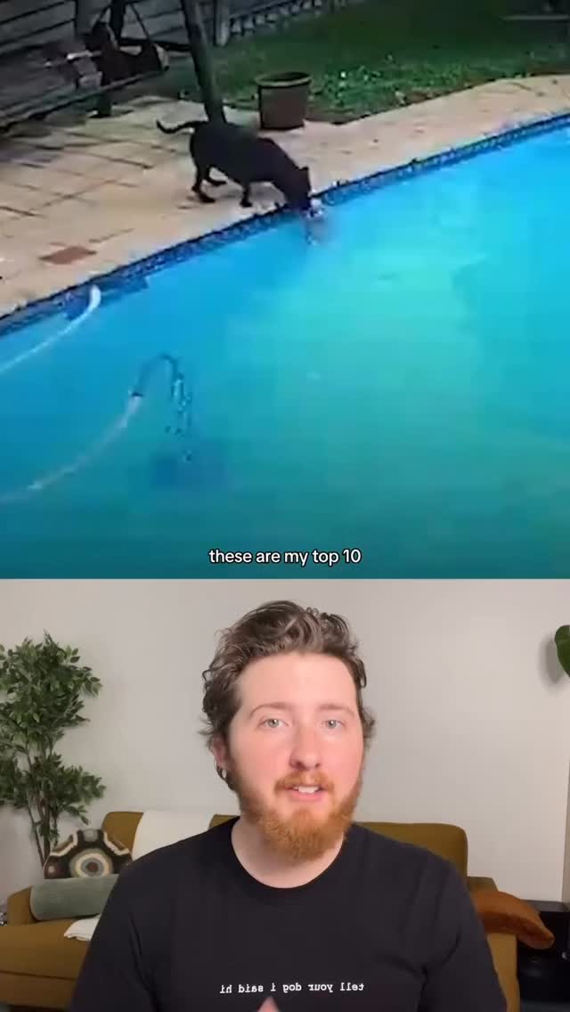 Repost @weratedogs • Top 10 Pit Bulls!
10. @emergencyveterinaryclinic
9. @houndstownmetrodetroit & @mlf8315
8. @ahistoryofdogs
7. @wtaetv
6. @local12wkrc
6. @wsyx6
5. @thedodo
4. @many_paws_volunteer_transport
3. @ipawrescue
2. @cbs6
1. @wcvb5