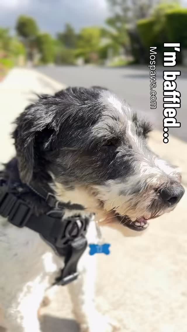 Where is he storing all this? Where?? #dogsofinstagram #mospaws #doglovers