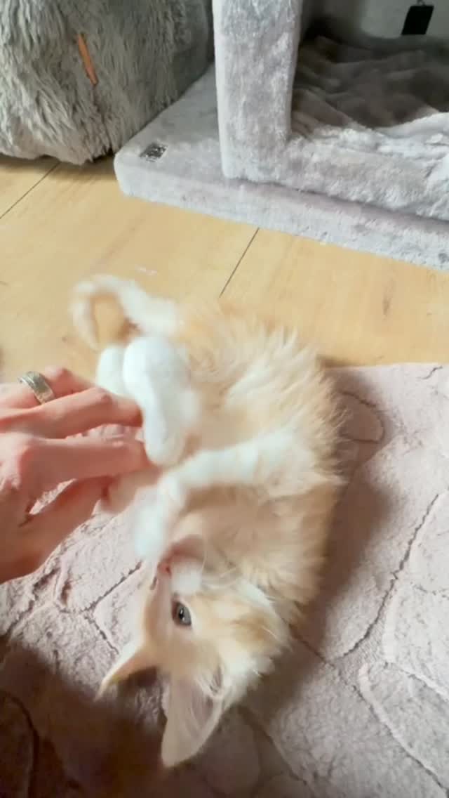 Joyeuses fêtes de Pâques 😽🐤
De tous les Coons du Domaine de l'eau vive