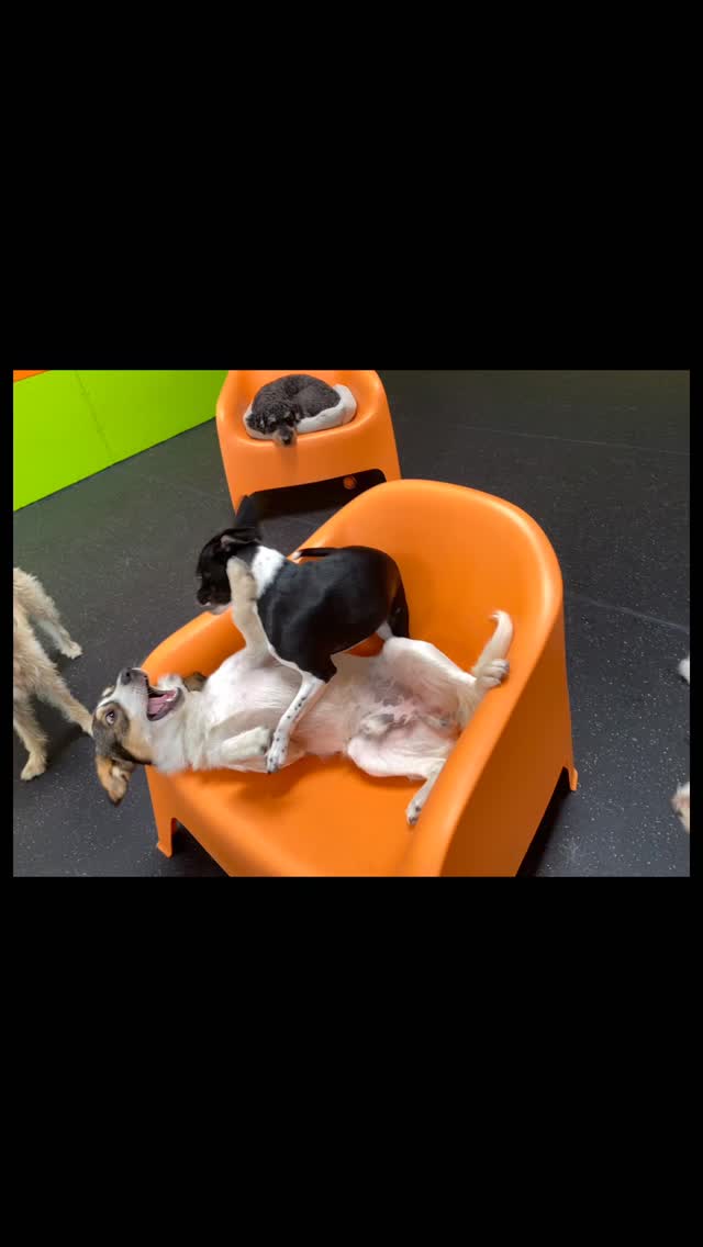 Sometimes the best spot to sit is right on top! #gooddogplaycare
@helenvanderwende @annewilsonmusic @nancywilson @trip_so_brave