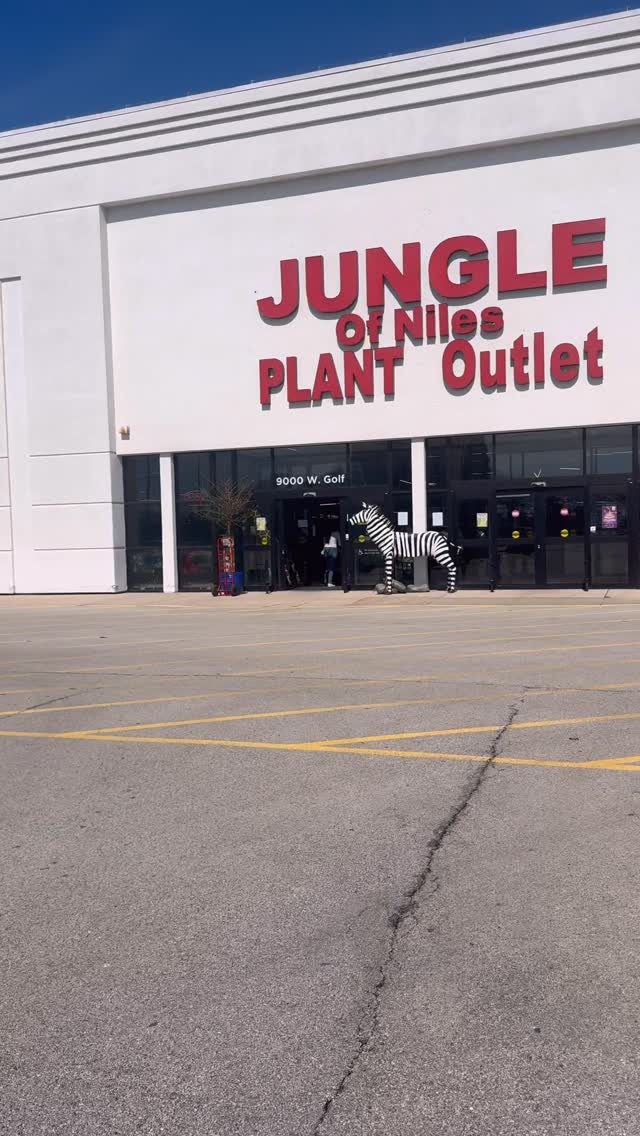 I took bubba with me to this plant store and I was not ready 😭🌿
As a self proclaimed plant mom I knew it was time to bring a few new babies home now that our kitchen renovation is almost done and everything is finally coming together.
@jungleofniles might be my new happy place out here in the burbs! It was the perfect spot to just have a chill morning surrounded by animals and beautiful plants. 10/10 they will be seeing me (and my credit card) again real soon.
#plantmom #plantlover #plantcommunity #blackplantmoms #blackwomencreators