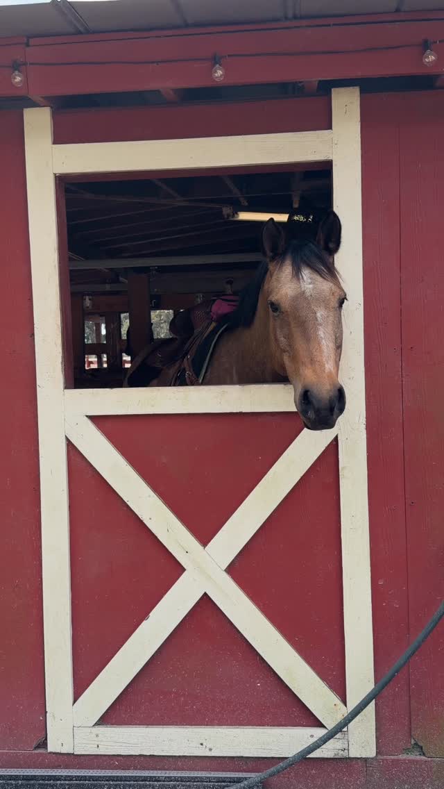 Come be apart of the conversation and share your thoughts! We do a segment where we ask our listeners and people from the horse world for their thoughts and opinions anonymously and then have a chat about it.
This episode will be on unpopular opinions you will defend with your whole chest (to do with horses of course!).
To share your voice in our upcoming episode clink the linktree in our bio and fill out the form. These are all 100% anonymous, so no downside to sharing :) You can also DM me if you prefer too.
We can’t wait to see your thoughts!
#horsepodcast #uncinched #podcast #shareyourthoughts #horse