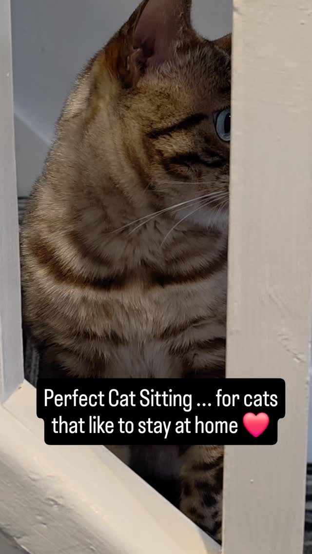 Perfect Cat Sitting..for cats that like to stay at home 🏡 Call us on 01633 400993 to book for your holiday. ❤️