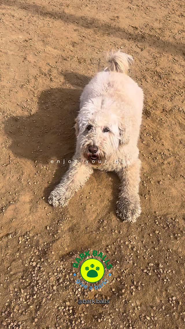 A little sunshine, a lot of wagging tails, and plenty of Bark Balls to go around. 🎾 That’s our recipe for a perfect afternoon. Consider this your sign to get outside and play!
Whatever you’re up to, we hope you enjoy your day. 🐾✨
Shop the stash: bark-balls.com